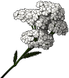 persona-2-flower-img